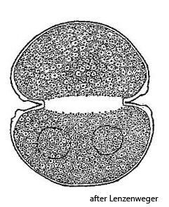 Cosmarium-perforatum-var-rauchii