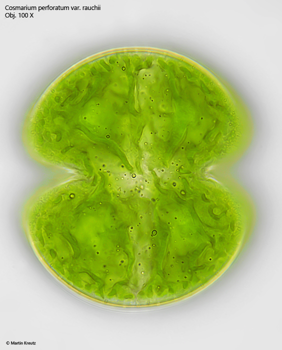 Cosmarium-perforatum-var-rauchii