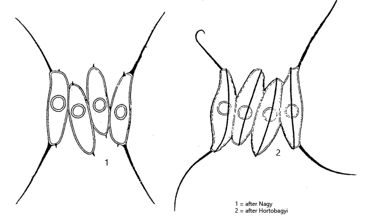 Desmodesmus-opoliensis