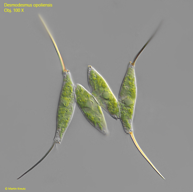Desmodesmus-opoliensis