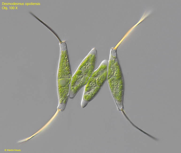 Desmodesmus-opoliensis