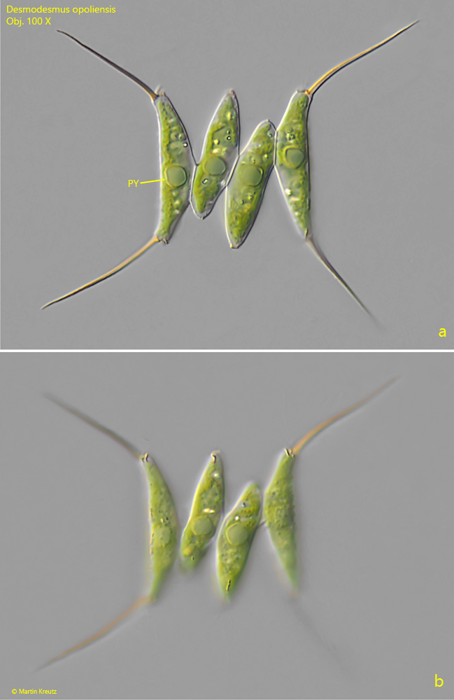 Desmodesmus-opoliensis