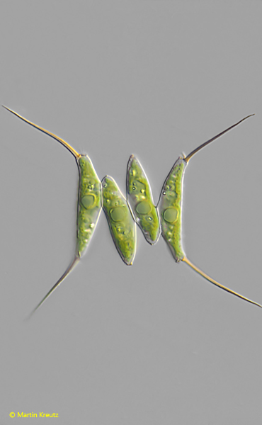 Desmodesmus-opoliensis