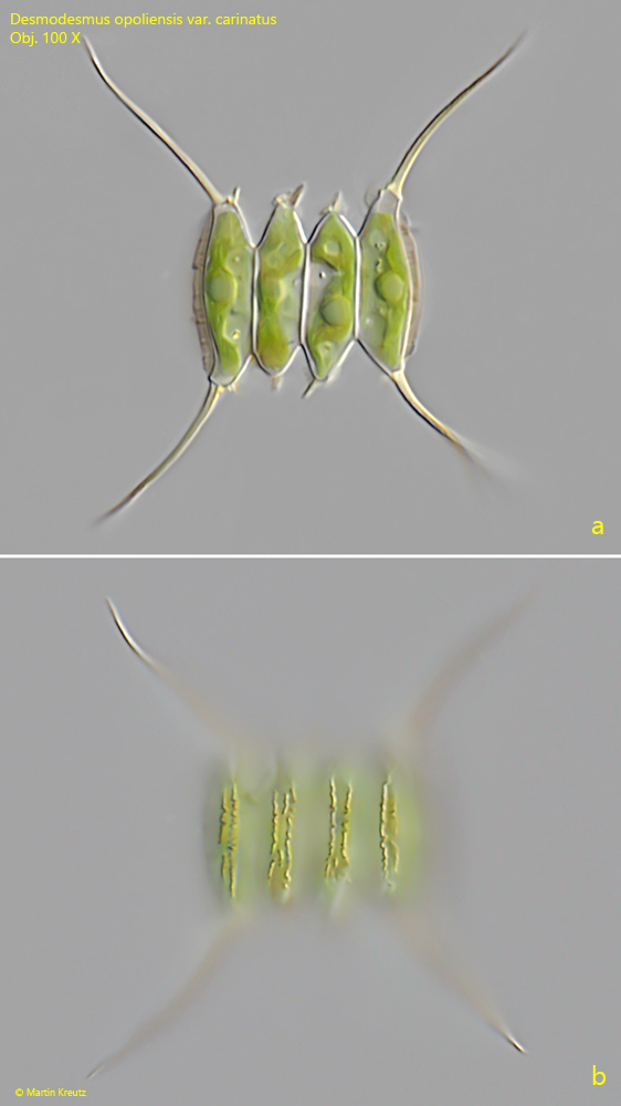 Desmodesmus-opoliensis-var-carinatus