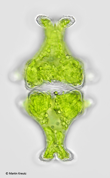 Euastrum-insigne