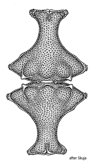 Euastrum-insigne