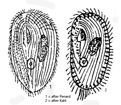 Frontonia-depressa