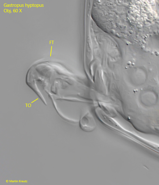Gastropus-hyptopus