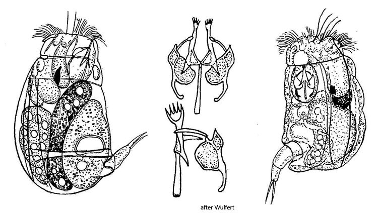 Gastropus-hyptopus