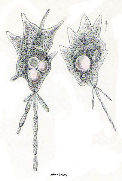 Mayorella-penardi