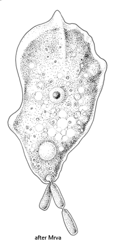 Mayorella-penardi