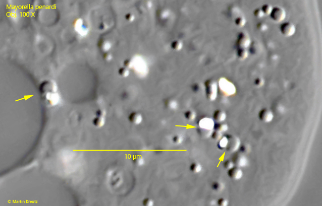 Mayorella-penardi