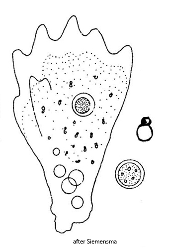 Mayorella-penardi
