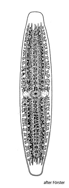 Netrium-digitus