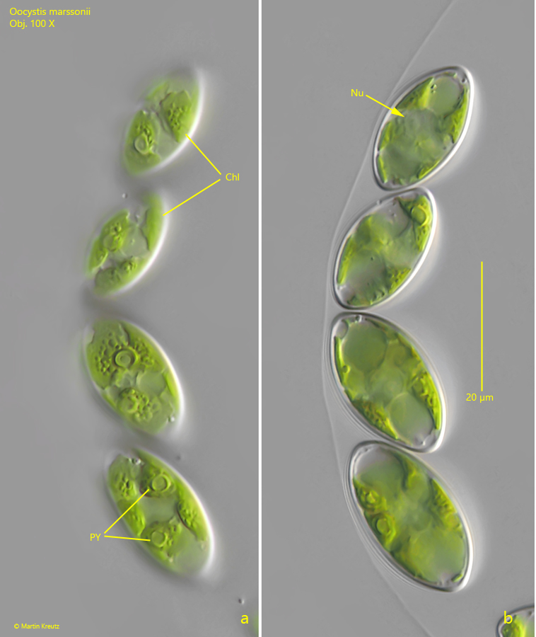 Oocystis-marssonii