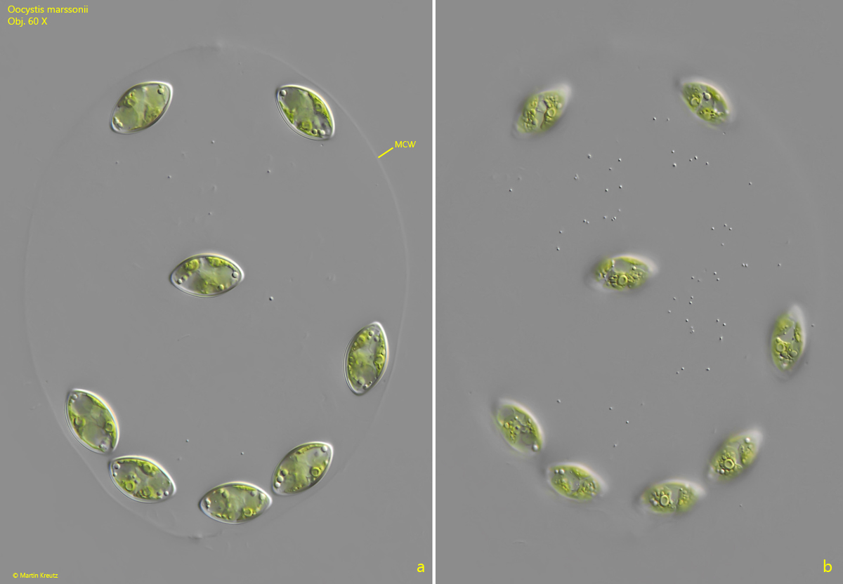 Oocystis-marssonii