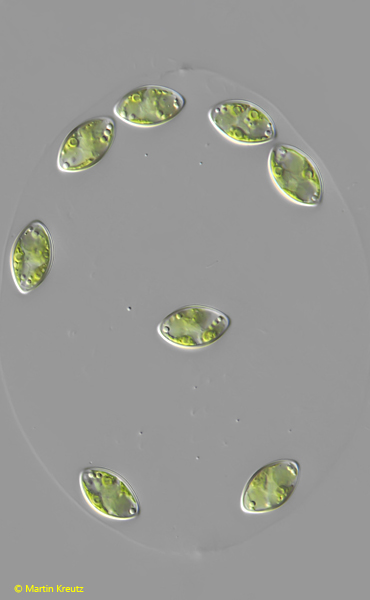 Oocystis-marssonii