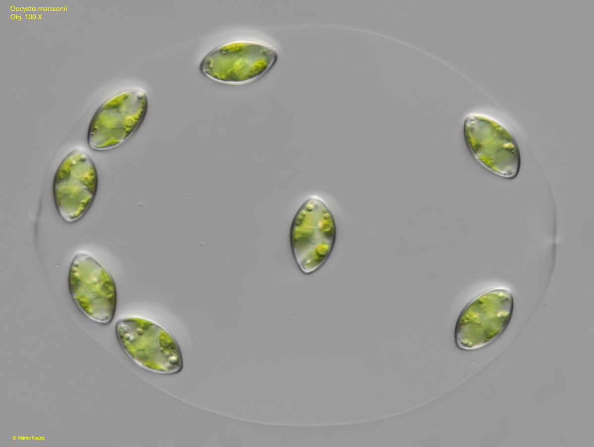 Oocystis-marssonii
