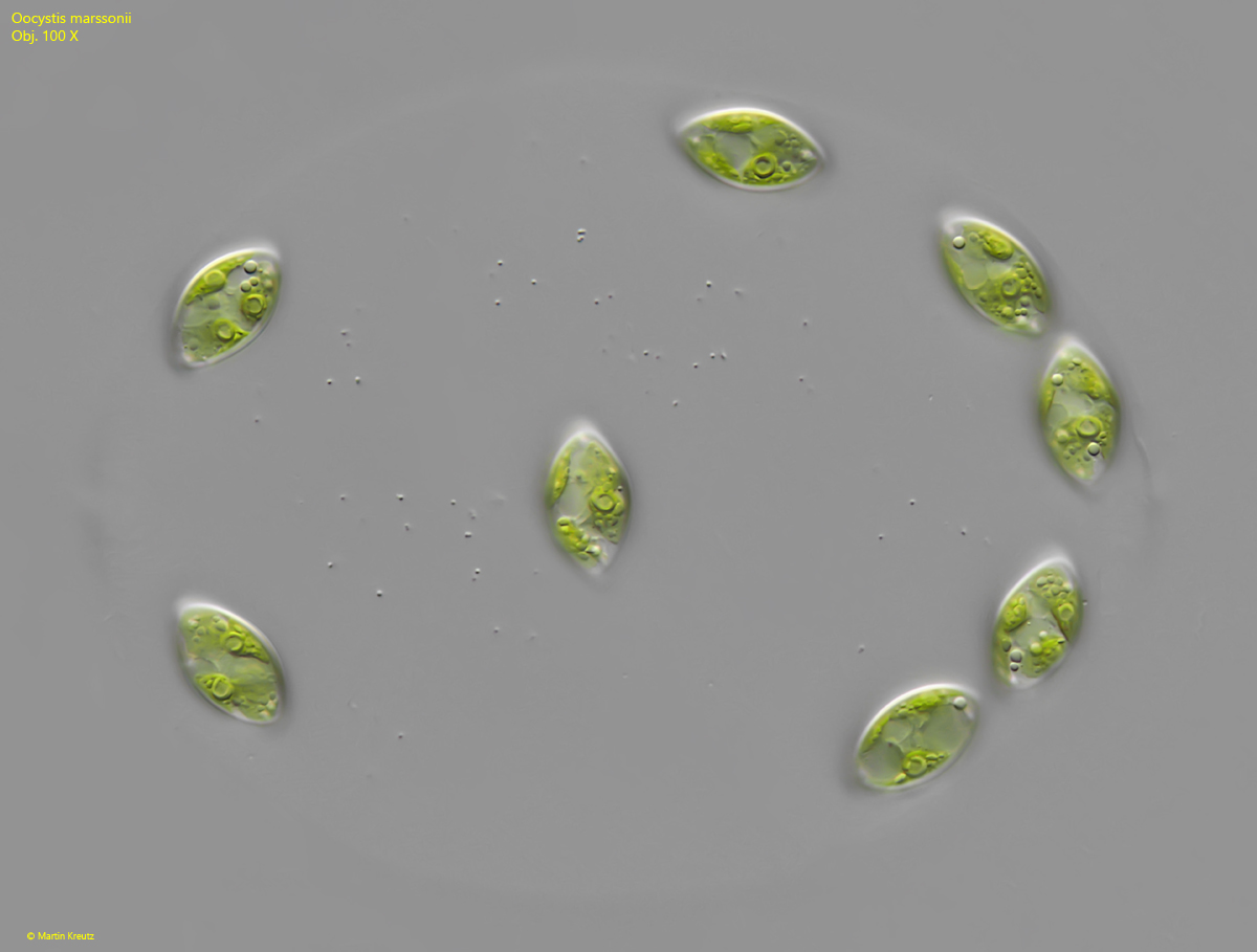 Oocystis-marssonii