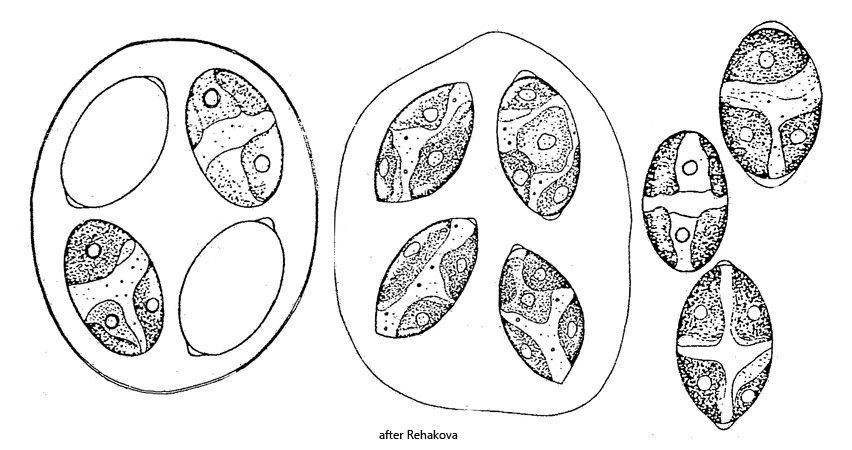 Oocystis-marssonii