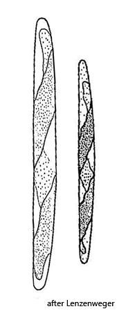 Spirotaenia-turfosa