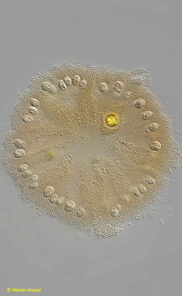 Microcodinidae – Real Micro Life