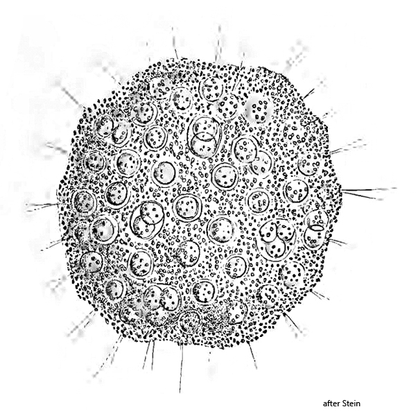 Spongomonas-discus