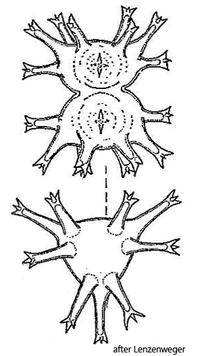 Staurastrum-tohopekaligense
