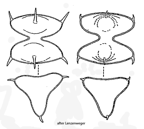 Staurodesmus-dejectus-f-apiculatus