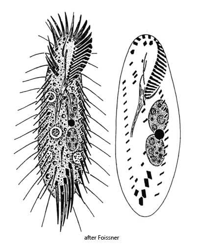 Tachysoma-pellionellum