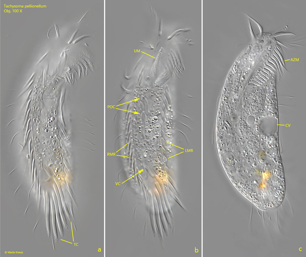 Tachysoma-pellionellum