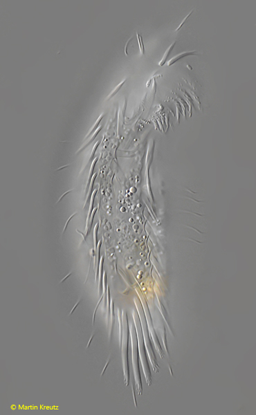 Tachysoma-pellionellum