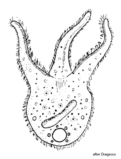 Teuthophrys-trisulca-africana