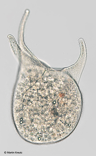 Teuthophrys-trisulca-africana