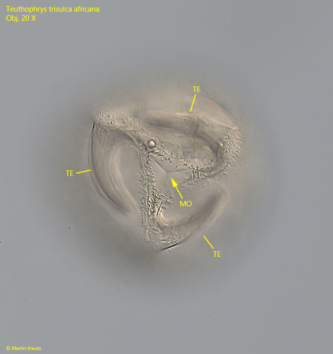 Teuthophrys-trisulca-africana