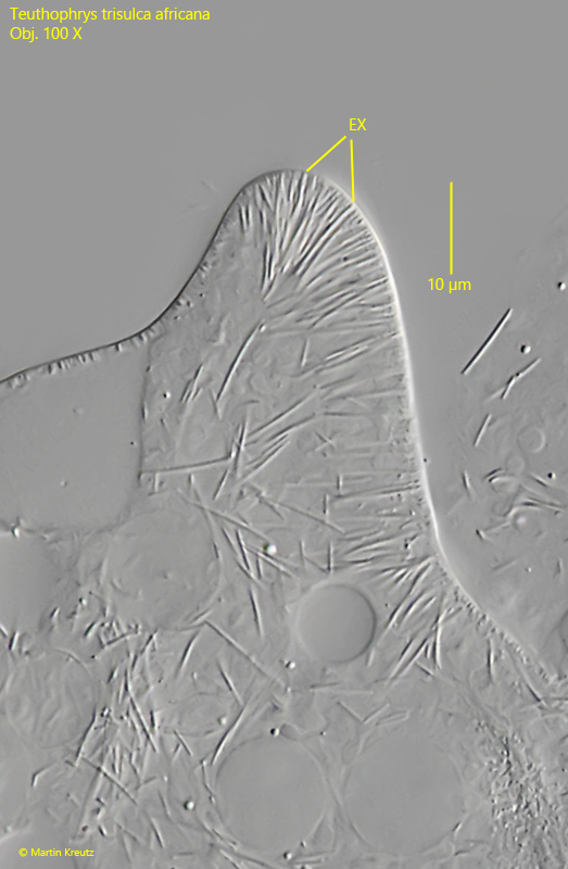 Teuthophrys-trisulca-africana