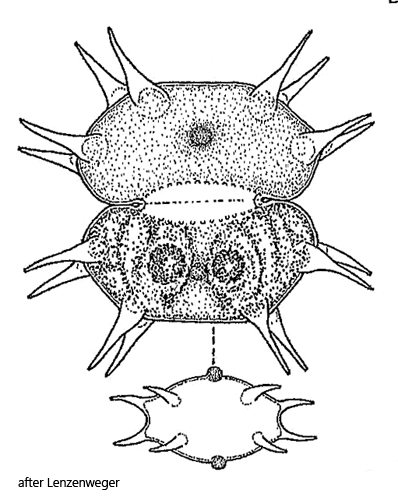 Xanthidium-basiornatum