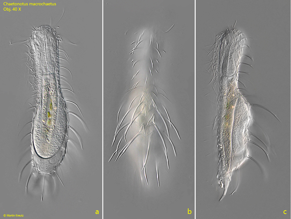 Chaetonotus-macrochaetus