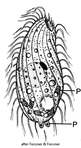 Ciliatosporidium-platyophryae