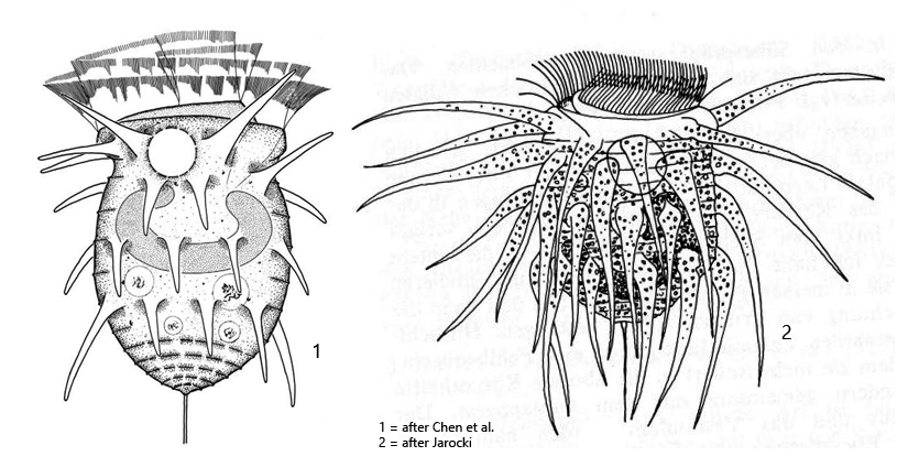 Hastatella-aesculacantha