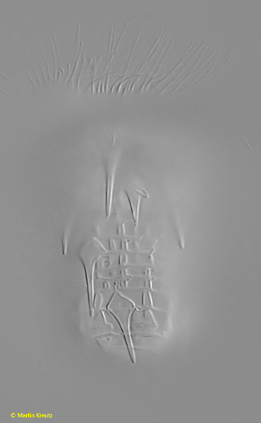 Hastatella-aesculacantha