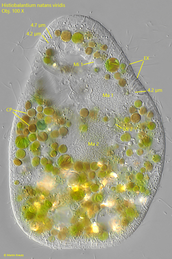 Histiobalantium natans viridis