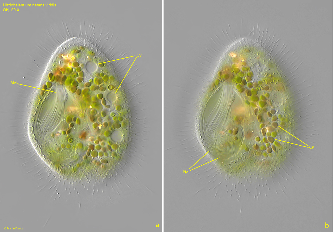 Histiobalantium-natans-viridis