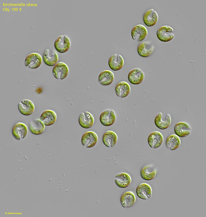 Kirchneriella-obesa