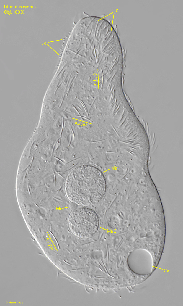 Litonotus-cygnus