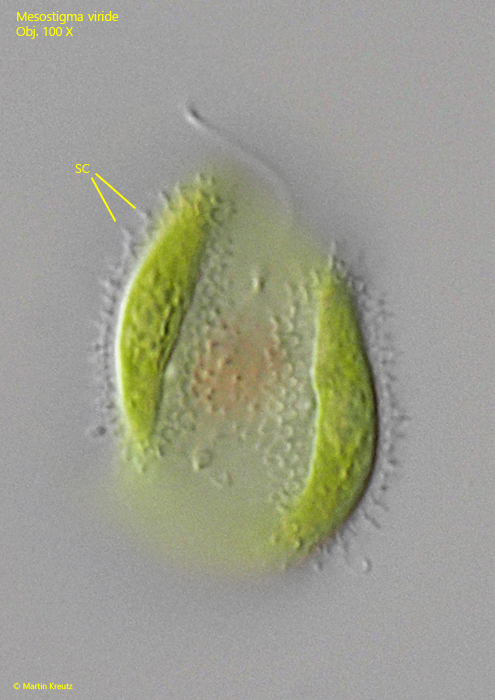 Mesostigma-viride