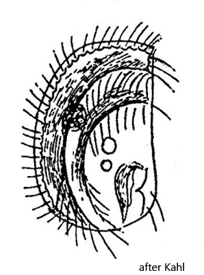 Microthorax-sulcatus