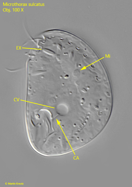 Microthorax-sulcatus