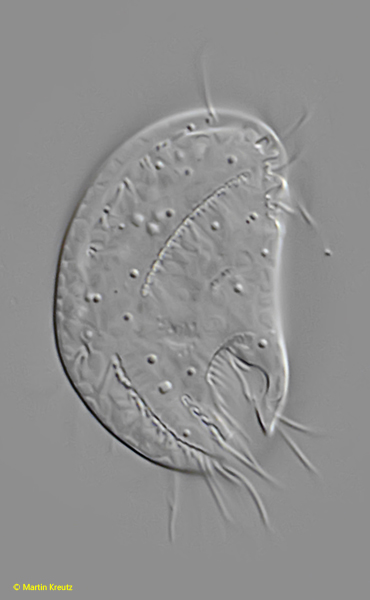 Microthorax-sulcatus