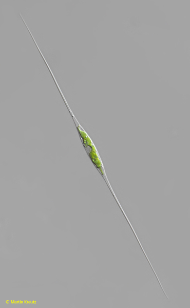 Schroederia-setigera